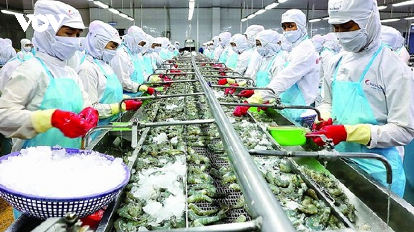 Shrimp exports enjoy positive growth in most major markets